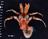  (Nematopagurus spinulosensoris - MB-A066712)  @11 [ ] CreativeCommons - Attribution Share-Alike (2018) Jannes Landschoff University of Cape Town