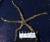  (Amphiura capensis - MB-A065821)  @11 [ ] CreativeCommons - Attribution Non-Commercial Share-Alike (2014) Jannes Landschoff University of Cape Town