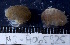  ( - MB-A065925.1)  @11 [ ] CreativeCommons - Attribution Non-Commercial Share-Alike (2014) Jannes Landschoff University of Cape Town