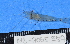  (Palaemon peringueyi - MB-A065957)  @14 [ ] CreativeCommons - Attribution Non-Commercial Share-Alike (2014) Jannes Landschoff University of Cape Town