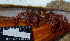  (Dardanus lagopodes - MB-A065970)  @13 [ ] CreativeCommons - Attribution Non-Commercial Share-Alike (2014) Jannes Landschoff University of Cape Town