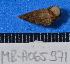  (Cerithium crassilabrum - MB-A065971)  @11 [ ] CreativeCommons - Attribution Non-Commercial Share-Alike (2014) Jannes Landschoff University of Cape Town