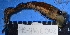  (Idanthyrsus pennatus - MB-A066003)  @11 [ ] CreativeCommons - Attribution Non-Commercial Share-Alike (2014) Jannes Landschoff University of Cape Town
