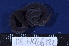  (Lineus olivaceus - MB-A066132)  @11 [ ] CreativeCommons - Attribution Non-Commercial Share-Alike (2014) Jannes Landschoff University of Cape Town