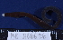  (Lineus lacticapitatus - MB-A066136)  @11 [ ] CreativeCommons - Attribution Non-Commercial Share-Alike (2014) Jannes Landschoff University of Cape Town
