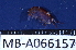  (Amaryllididae - MB-A066157)  @11 [ ] CreativeCommons - Attribution Non-Commercial Share-Alike (2014) Jannes Landschoff University of Cape Town