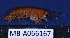  (Peramphithoe africana - MB-A066167)  @11 [ ] CreativeCommons - Attribution Non-Commercial Share-Alike (2014) Jannes Landschoff University of Cape Town