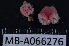  ( - MB-A066276)  @11 [ ] CreativeCommons - Attribution Non-Commercial Share-Alike (2014) Jannes Landschoff University of Cape Town