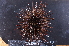  ( - MB-A066381)  @11 [ ] CreativeCommons  Attribution Non-Commercial Share-Alike (2014) Jannes Landschoff University of Cape Town