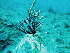 (Colobometridae - SUN_BWC)  @11 [ ] CreativeCommons - Attribution Non-Commercial No Derivatives (2014) Dr Kerry Sink SANBI