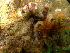  (Tropiometridae - SUN_CW40)  @11 [ ] CreativeCommons - Attribution Non-Commercial No Derivatives (2015) Jessica Toms Stellenbosch University