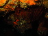  ( - SUN_TC56)  @11 [ ] CreativeCommons - Attribution Non-Commercial No Derivatives (2015) Jessica Toms Stellenbosch University