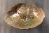  ( - PgraOch004)  @11 [ ] CreativeCommons - Attribution Non-Commercial No Derivatives (2014) Nathan A. Johnson USGS