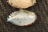  (Medionidus - MsimOch002)  @11 [ ] CreativeCommons - Attribution Non-Commercial No Derivatives (2018) Nathan A. Johnson United States Geological Survey