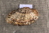  ( - MsimOch002)  @11 [ ] CreativeCommons - Attribution Non-Commercial No Derivatives (2018) Nathan A. Johnson United States Geological Survey