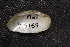  (Medionidus walkeri - MwalSuw005)  @11 [ ] CreativeCommons - Attribution Non-Commercial No Derivatives (2017) Nathan A. Johnson USGS