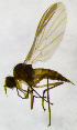  ( - BB2E)  @11 [ ] CreativeCommons  Attribution (by) (2019) Emma Wahlberg Swedish Museum of Natural History