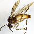  ( - BH7E)  @13 [ ] CreativeCommons  Attribution (by) (2019) Emma Wahlberg Swedish Museum of Natural History