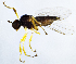  (Trichina clavipes - BJ8E)  @14 [ ] CreativeCommons  Attribution (by) (2019) Emma Wahlberg Swedish Museum of Natural History