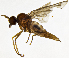  (Ragadinae - BL7E)  @11 [ ] CreativeCommons  Attribution (by) (2019) Emma Wahlberg Swedish Museum of Natural History