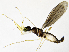 (Hemerodromia furcata - BL8E)  @11 [ ] CreativeCommons  Attribution (by) (2019) Emma Wahlberg Swedish Museum of Natural History