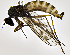  (Clinocera fontinalis - BM1E)  @13 [ ] CreativeCommons  Attribution (by) (2019) Emma Wahlberg Swedish Museum of Natural History