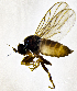  ( - BM4E)  @11 [ ] CreativeCommons  Attribution (by) (2019) Emma Wahlberg Swedish Museum of Natural History