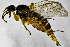  ( - BN8E)  @11 [ ] CreativeCommons  Attribution (by) (2019) Emma Wahlberg Swedish Museum of Natural History