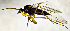  ( - BQ5E)  @11 [ ] CreativeCommons  Attribution (by) (2019) Emma Wahlberg Swedish Museum of Natural History