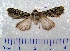  (Copitarsia incommoda - CCDB-22442-D10)  @14 [ ] Unspecified (default): All Rights Reserved  Unspecified Unspecified
