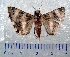  ( - CCDB-22442-F11)  @12 [ ] Unspecified (default): All Rights Reserved  Unspecified Unspecified