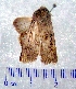 (Copitarsia corruda - CCDB-22442-H10)  @13 [ ] Unspecified (default): All Rights Reserved  Unspecified Unspecified