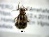  ( - CCDB-29861-D05)  @13 [ ] creative commons  non-commercial only (2017) Servicio Nacional de Sanidad Agraria del Peru Servicio Nacional de Sanidad Agraria del Peru