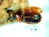  ( - CCDB-29861-D12)  @12 [ ] creative commons  non-commercial only (2017) Servicio Nacional de Sanidad Agraria del Peru Servicio Nacional de Sanidad Agraria del Peru
