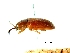  ( - CCDB-29861-E01)  @13 [ ] creative commons  non-commercial only (2017) Servicio Nacional de Sanidad Agraria del Peru Servicio Nacional de Sanidad Agraria del Peru