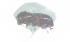  ( - CCDB-29862-C04)  @12 [ ] creative commons  non-commercial only (2017) Servicio Nacional de Sanidad Agraria del Peru Servicio Nacional de Sanidad Agraria del Peru