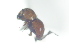  ( - CCDB-29862-D12)  @12 [ ] creative commons  non-commercial only (2017) Servicio Nacional de Sanidad Agraria del Peru Servicio Nacional de Sanidad Agraria del Peru