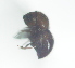  ( - CCDB-29862-E01)  @12 [ ] creative commons  non-commercial only (2017) Servicio Nacional de Sanidad Agraria del Peru Servicio Nacional de Sanidad Agraria del Peru