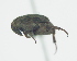  ( - CCDB-29863-C02)  @11 [ ] creative commons  non-commercial only (2017) Servicio Nacional de Sanidad Agraria del Peru Servicio Nacional de Sanidad Agraria del Peru