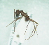  ( - CCDB-29863-G04)  @11 [ ] creative commons  non-commercial only (2017) Servicio Nacional de Sanidad Agraria del Peru Servicio Nacional de Sanidad Agraria del Peru
