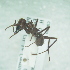  (Atta cephalotes - CCDB-29863-G06)  @13 [ ] creative commons  non-commercial only (2017) Servicio Nacional de Sanidad Agraria del Peru Servicio Nacional de Sanidad Agraria del Peru
