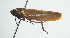  ( - CCDB-29864-B06)  @11 [ ] creative commons  non-commercial only (2017) Servicio Nacional de Sanidad Agraria del Peru Servicio Nacional de Sanidad Agraria del Peru