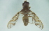  ( - CCDB-29865-A07)  @11 [ ] creative commons  non-commercial only (2017) Servicio Nacional de Sanidad Agraria del Peru Servicio Nacional de Sanidad Agraria del Peru