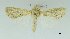  (Spodoptera ochrea - CCDB-29870-C07)  @14 [ ] Unspecified (default): All Rights Reserved (2017) creative commons  non-commercial only Servicio Nacional de Sanidad Agraria del Peru