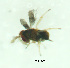  (Trichogramma pintoi - CCDB-30360-C07)  @12 [ ] creative commons  non-commercial only (2018) Servicio Nacional de Sanidad Agraria del Peru Servicio Nacional de Sanidad Agraria del Peru