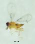  (Trichogramma cacoeciae - CCDB-30360-C12)  @12 [ ] creative commons  non-commercial only (2018) Servicio Nacional de Sanidad Agraria del Peru Servicio Nacional de Sanidad Agraria del Peru