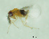  (Trichogramma exiguum - CCDB-30360-G01)  @13 [ ] creative commons  non-commercial only (2018) Servicio Nacional de Sanidad Agraria del Peru Servicio Nacional de Sanidad Agraria del Peru