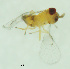  (Trichogramma marandobai - CCDB-30360-G09)  @12 [ ] creative commons  non-commercial only (2018) Servicio Nacional de Sanidad Agraria del Peru Servicio Nacional de Sanidad Agraria del Peru