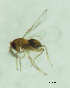  (Trichogramma galloi - CCDB-30360-H08)  @13 [ ] creative commons  non-commercial only (2018) Servicio Nacional de Sanidad Agraria del Peru Servicio Nacional de Sanidad Agraria del Peru