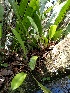  (Pleurothallis gelida - KB248)  @11 [ ] Unspecified (default): All Rights Reserved  Unspecified Unspecified